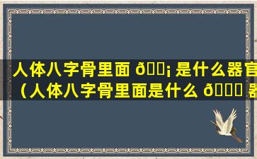 人体八字骨里面 🐡 是什么器官（人体八字骨里面是什么 🐟 器官图解）